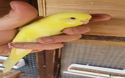 Budgerigars birds for sale: 2 lutino yellow budgies  - Image 4