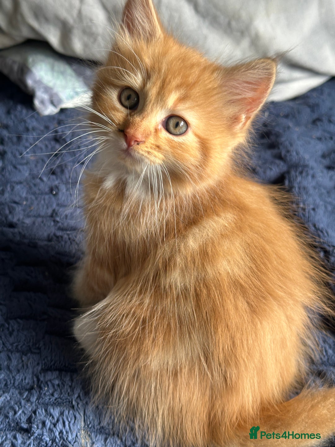 Mixed Breed cats for sale: Beautiful Kittens  - Image 8