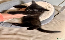 Mixed Breed cats for sale: Lovely bengal mix kittens: tabby, ginger, black - Image 3
