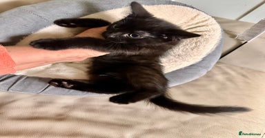 Mixed Breed cats - Advert 5