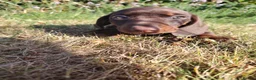 Dachshund dogs for sale: Miniature dachshunds - Advert 11