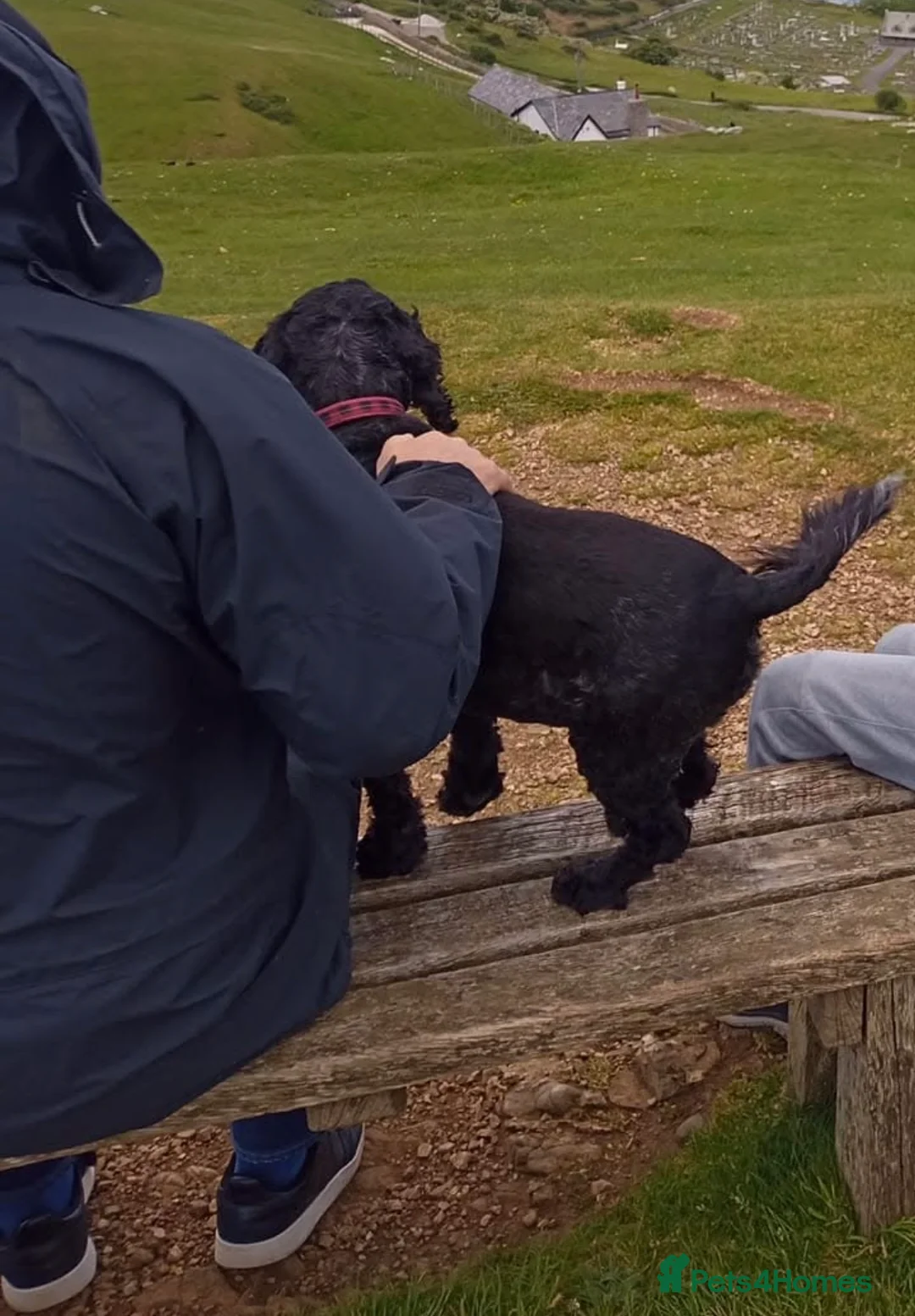 Cocker Spaniel dogs for sale: Darcy Button age 8 cocker spaniel  - Advert 3