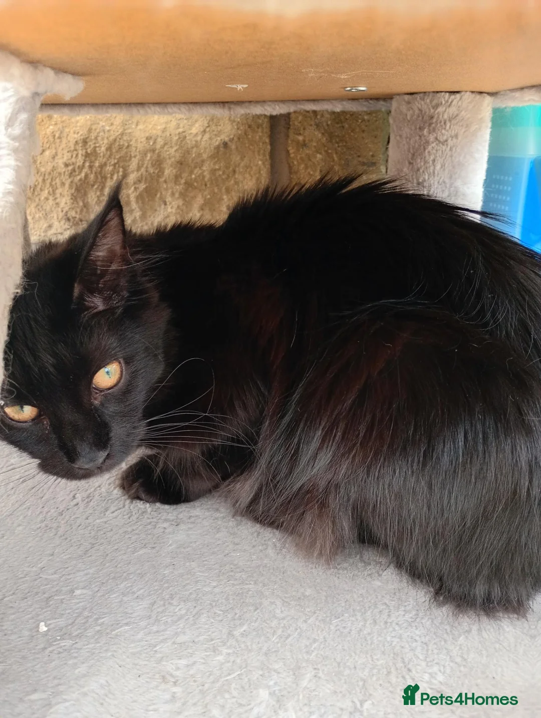 Maine Coon cats for sale: 8 months old active TICA registered female  - Advert 9