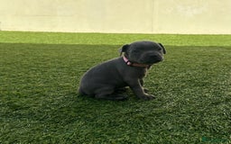 Staffordshire Bull Terrier dogs for sale: Stunning Blue staffy KC Registered Bullscaff Pups - Image 18
