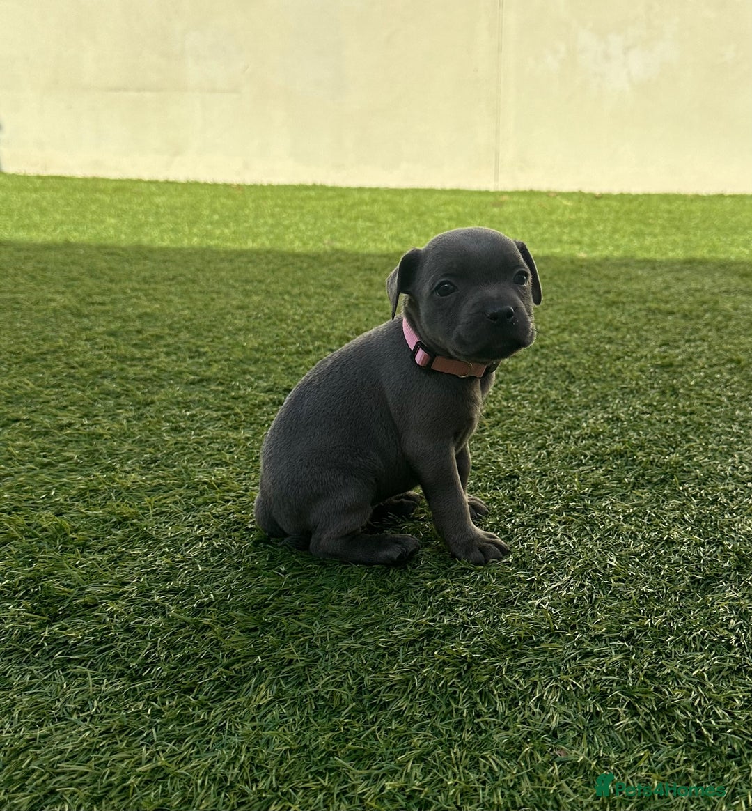 Staffordshire Bull Terrier dogs for sale: Stunning Blue staffy KC Registered Bullscaff Pups - Image 18
