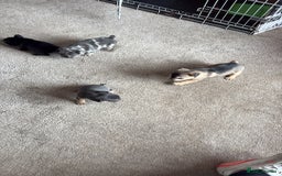 French Bulldog dogs for sale: All Male French’s Bulldog litter - Image 2