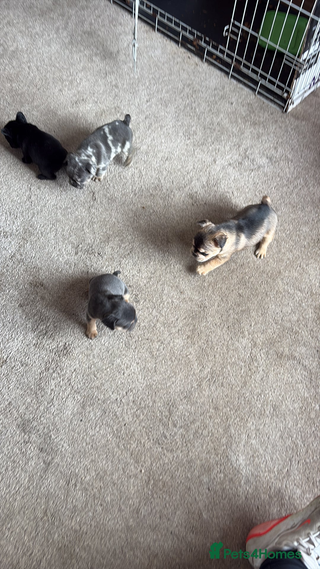 French Bulldog dogs for sale: All Male French’s Bulldog litter - Image 2