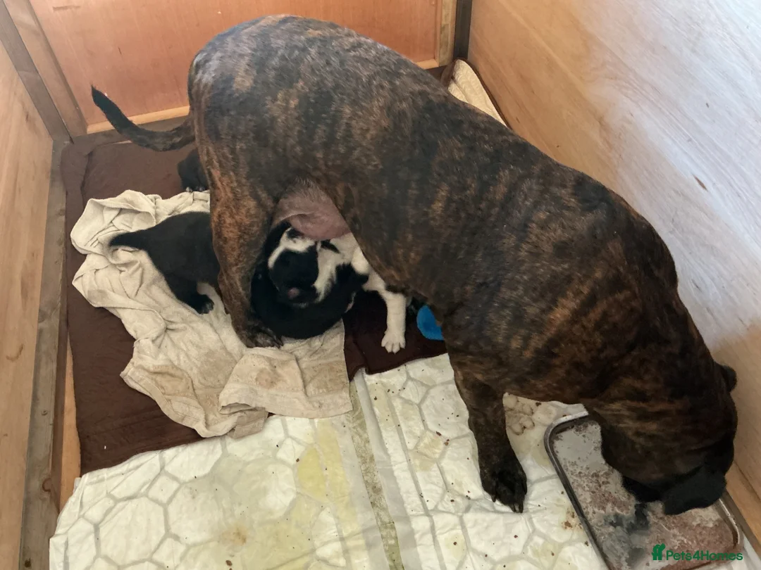Mixed Breed dogs for sale: Boerchaka puppies - Advert 12