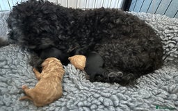 Cavapoo dogs for sale: Beautiful cavapoo puppies from a family home - Image 3