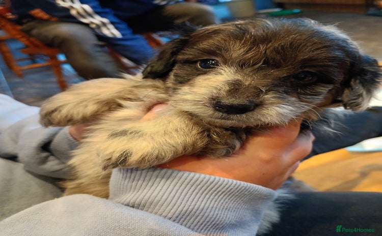 Mixed Breed dogs - Advert 10