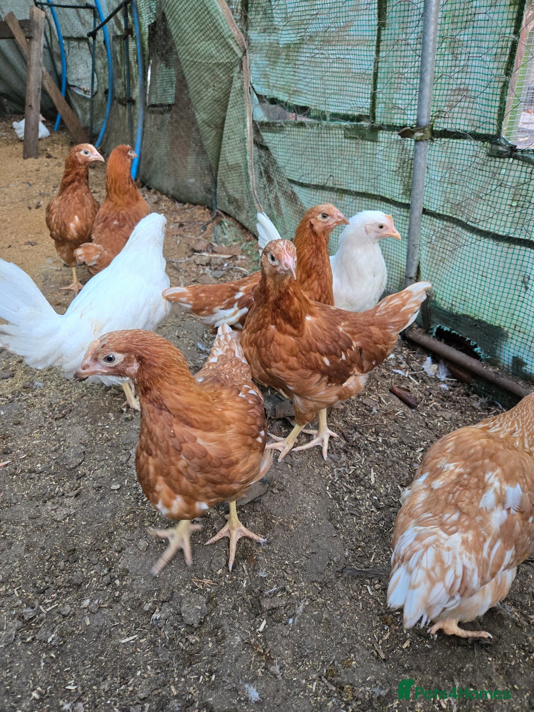 Chickens poultry for sale: Whitestars and Bovan Browns  - Advert 4