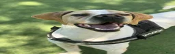 Mixed Breed dogs for adoption: Anjo  - Advert 5