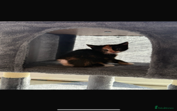 Mixed Breed cats for sale: Beautiful litter of kittens  - Image 11