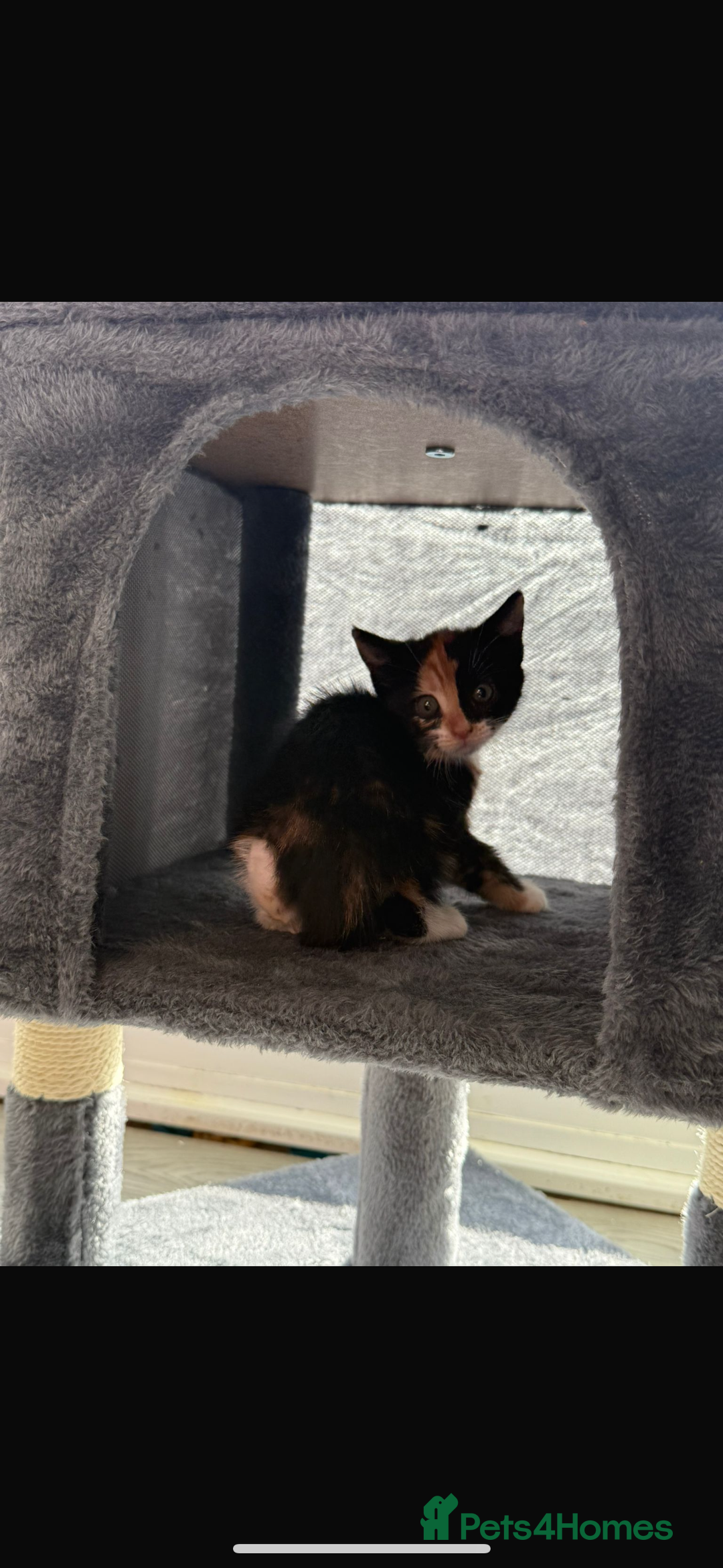 Mixed Breed cats for sale: Beautiful litter of kittens  - Image 11