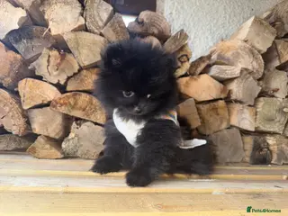 Pomeranian dogs 💥‼️READY NOW POMERANIAN MALE ‼️💥🧸 - Advert 1