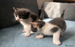 Mixed Breed cats for sale: 5 kittens for sale - Advert 21