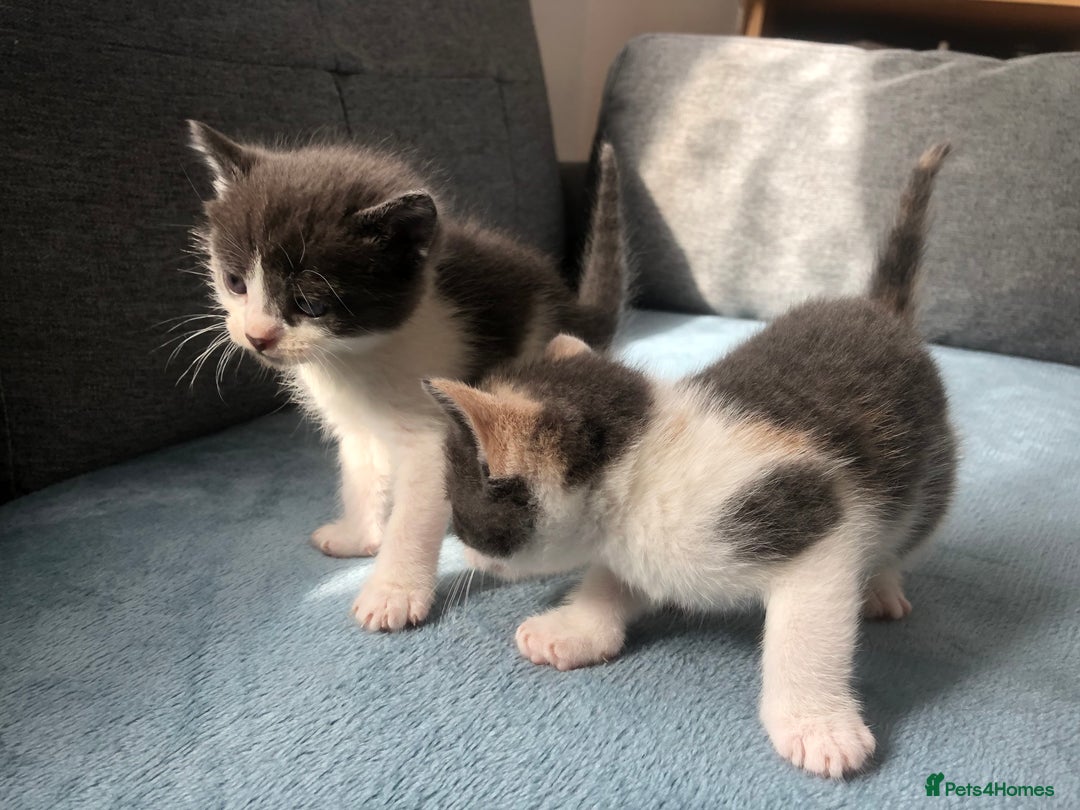Mixed Breed cats for sale: 5 kittens for sale - Advert 21