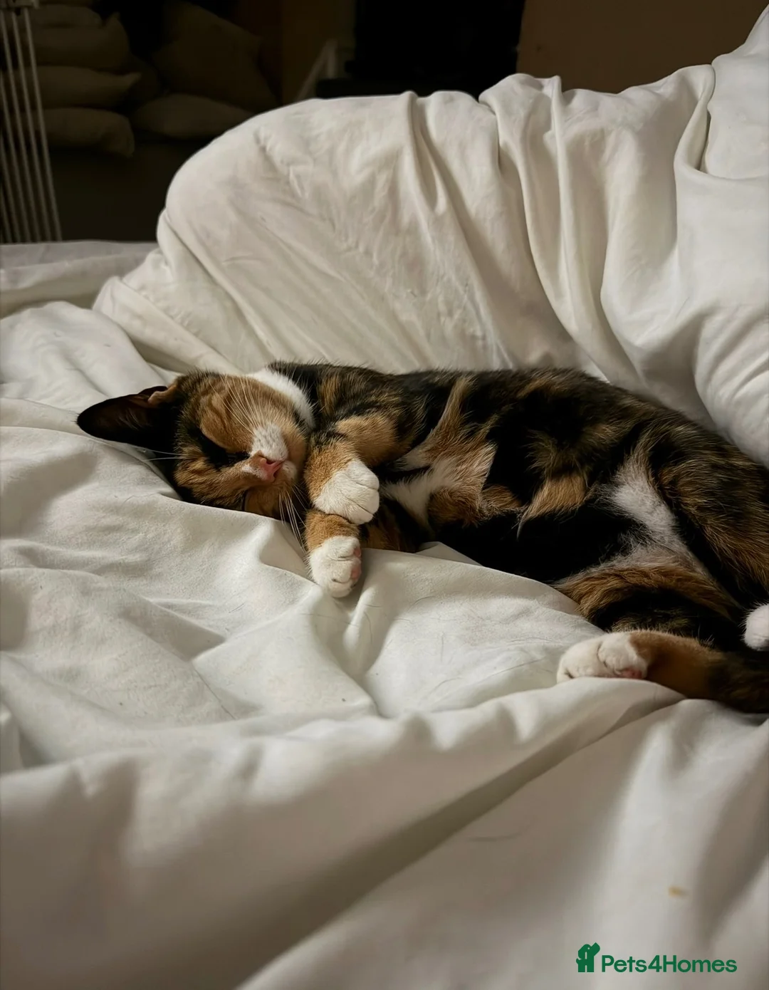 Mixed Breed cats for sale: Rehoming a cat - Advert 2
