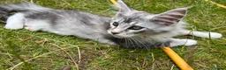 Maine Coon cats for sale: Adorable Maine Coon Kittens - Advert 8