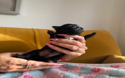 Yorkshire Terrier dogs for sale: Black Onyx Yorkie ready to Reserve 🖤 - Image 7