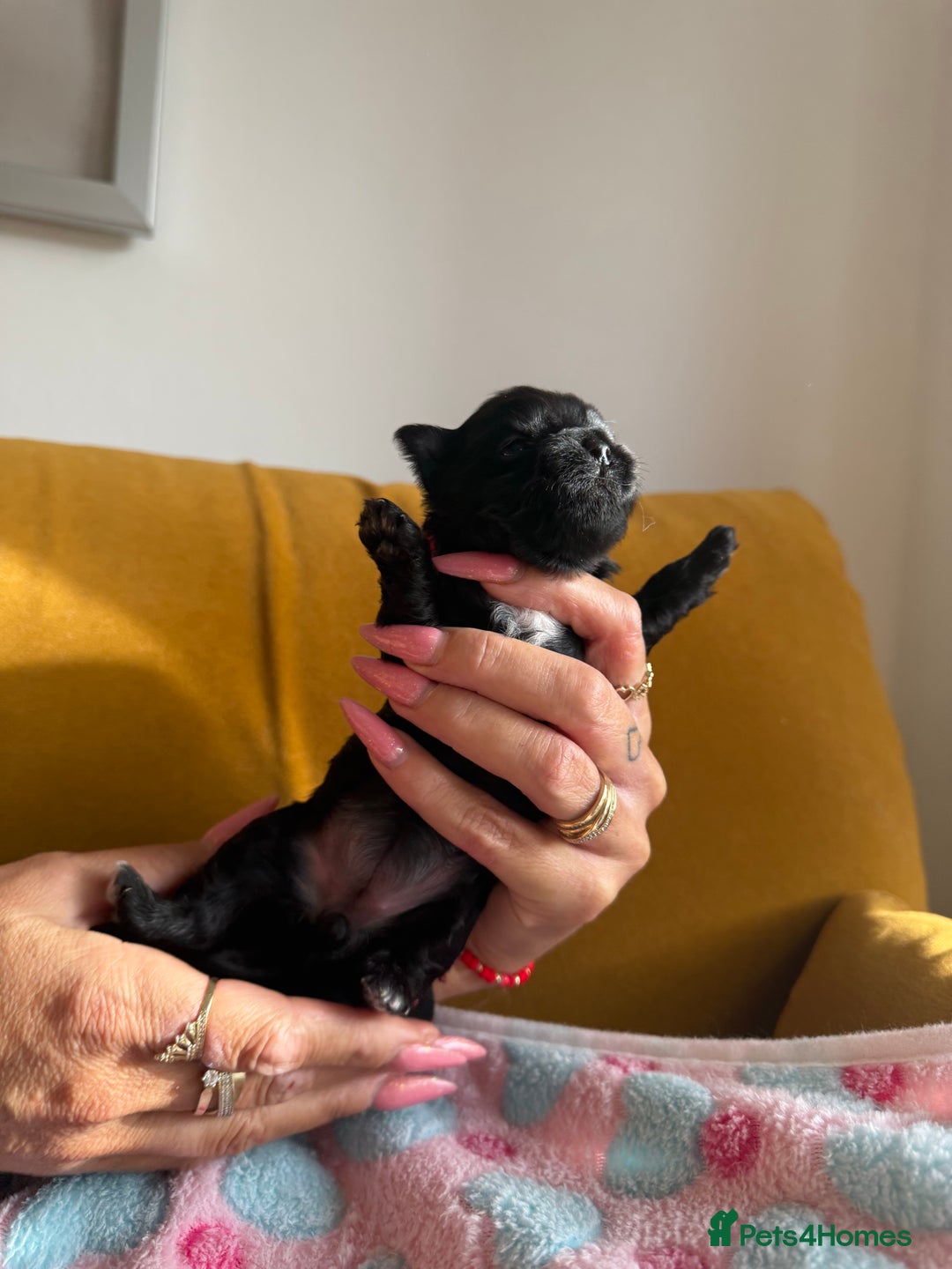 Yorkshire Terrier dogs for sale: Black Onyx Yorkie ready to Reserve 🖤 - Image 7