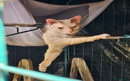 Sphynx cats for sale: Sphynx x Siamese kittens - Image 22