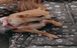 Chihuahua dogs for sale: Beautiful cream smooth coat chihuahua girl  - Advert 3