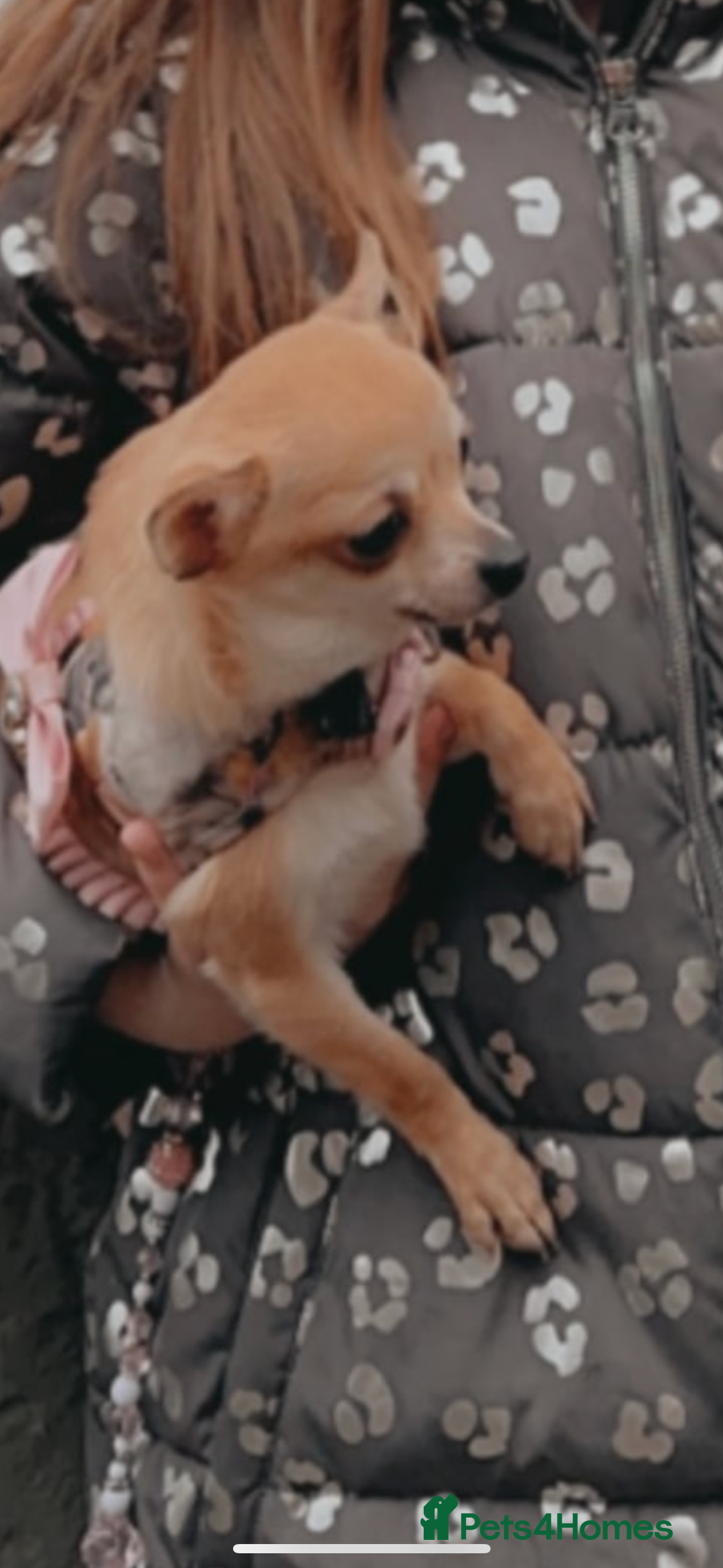 Chihuahua dogs for sale: Beautiful cream smooth coat chihuahua girl  - Advert 3