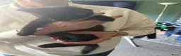 Mixed Breed cats for sale: Female kittens  in Keith - Advert 7