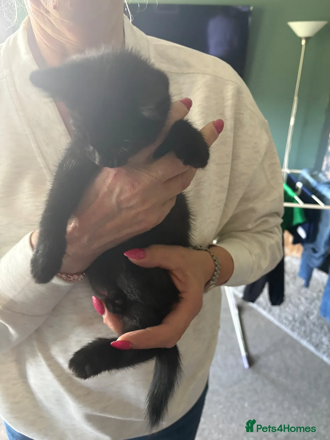 Mixed Breed cats for sale: Female kittens  in Keith - Advert 7
