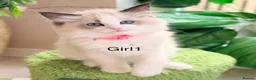 Ragdoll cats for sale: Stunning  European bloodline Ragdoll kittens  - Advert 7