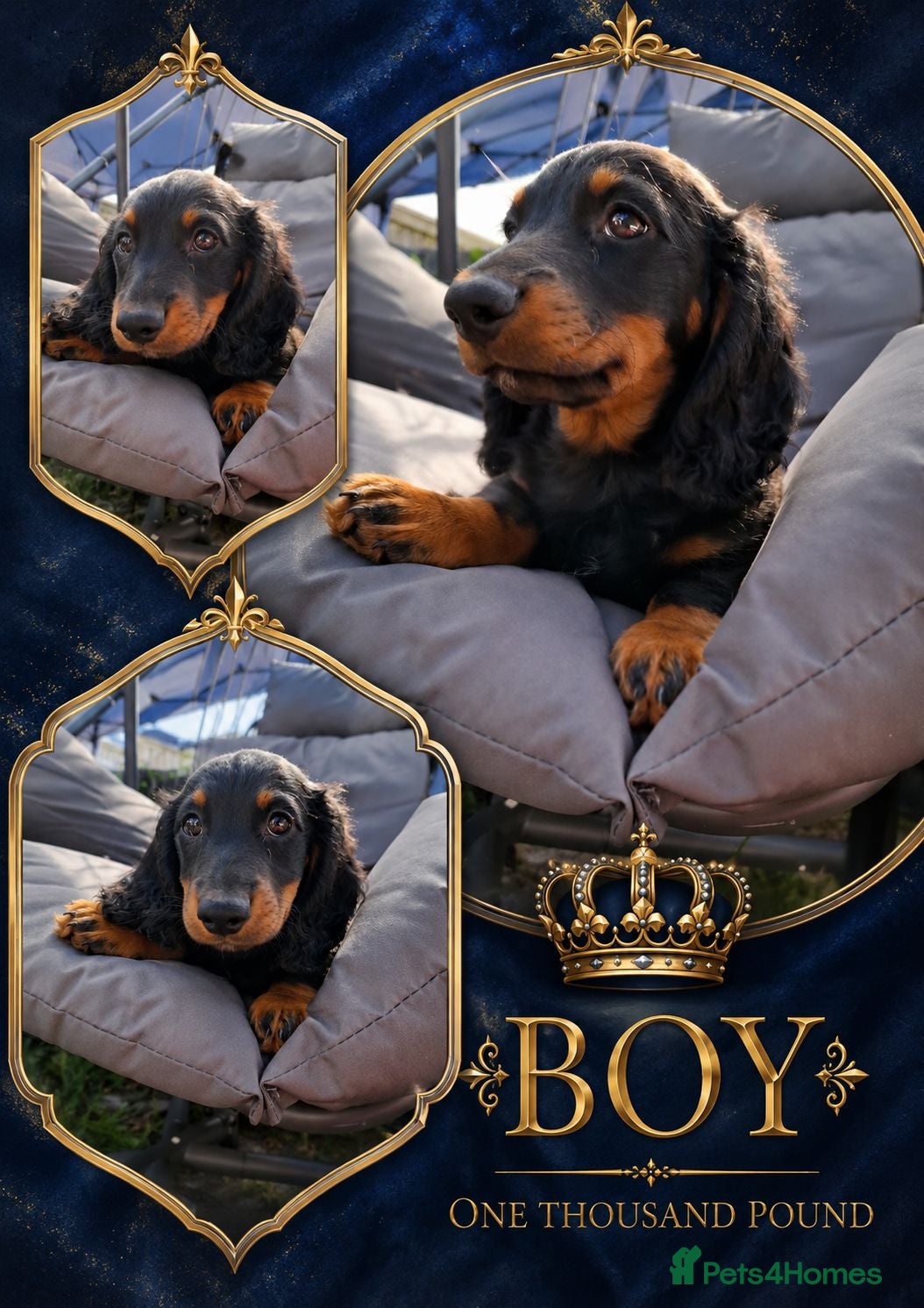 Miniature Dachshund dogs Long Haired miniature dachshund 2 boys  - Advert 13