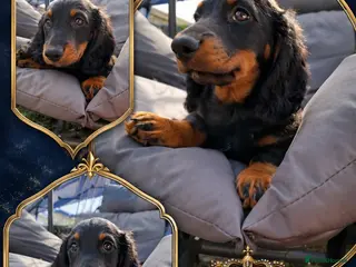 Miniature Dachshund dogs Long Haired miniature dachshund 2 boys - Advert 2