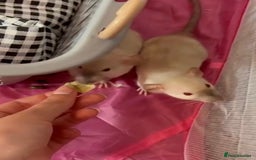 Rat rodents for sale: 3 adorable male Dumbo Rats - Image 2