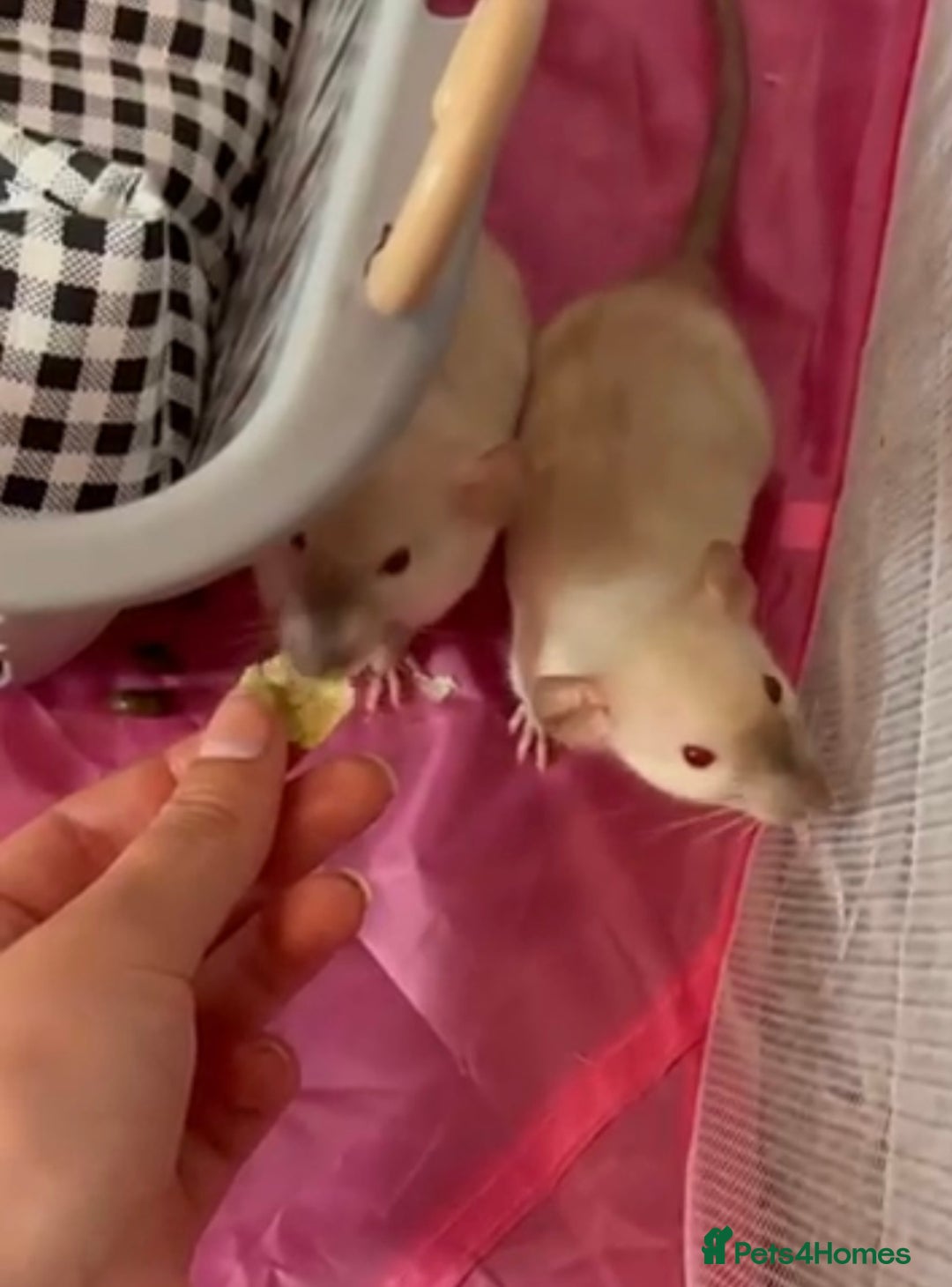 Rat rodents for sale: 3 adorable male Dumbo Rats - Image 2