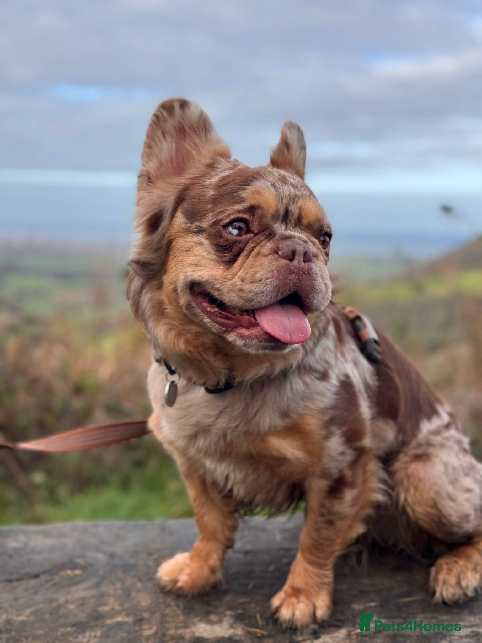 French Bulldog dogs Visual Fluffy New Shade Rojo Tri Merle 🦁🍫🎨  in Bangor - Advert 1