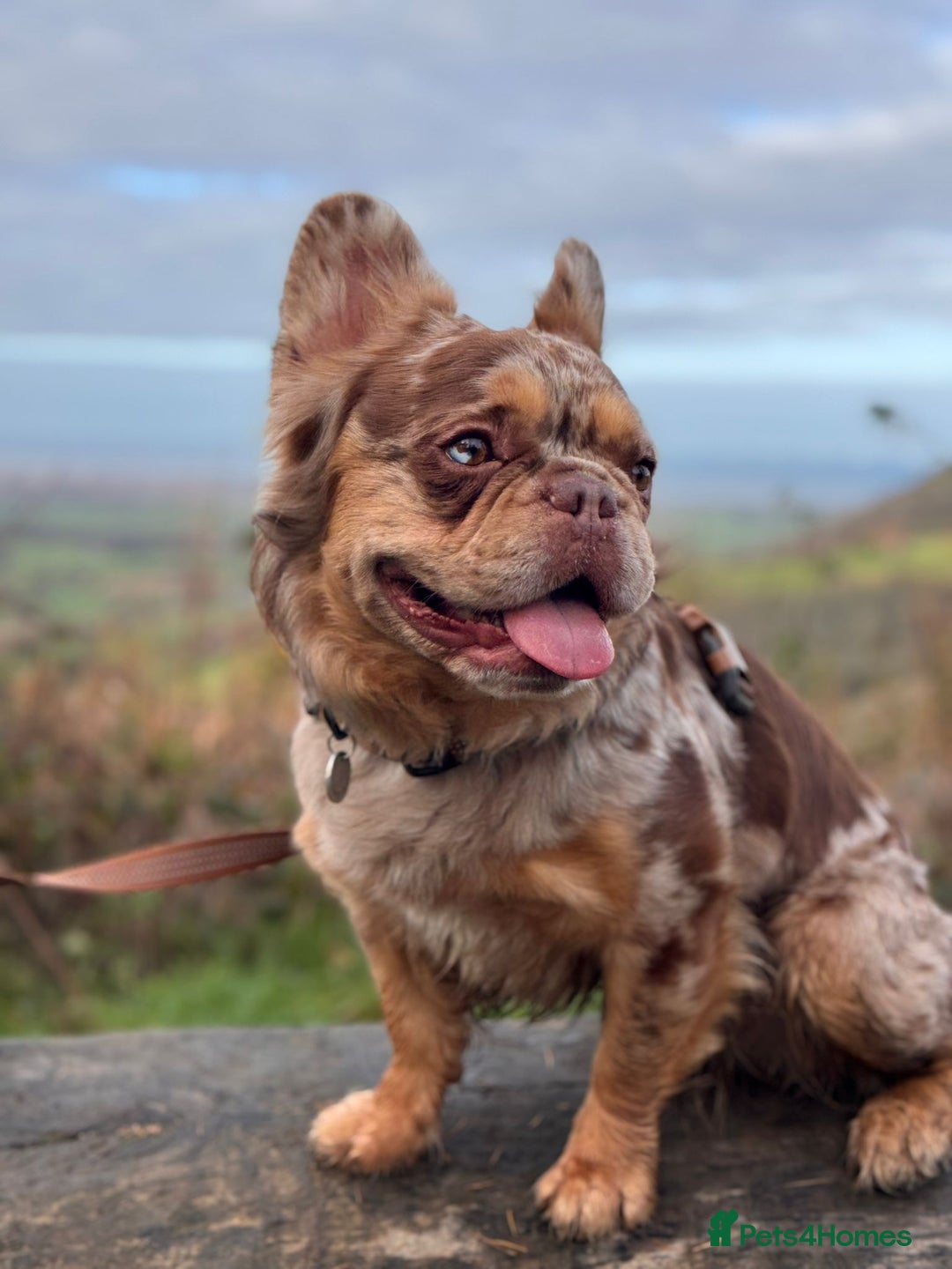 French Bulldog dogs for stud: Visual Fluffy New Shade Rojo Tri Merle 🦁🍫🎨  in Bangor - Advert 1