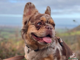 French Bulldog dogs Visual Fluffy New Shade Rojo Tri Merle 🦁🍫🎨 in Bangor - Advert 3