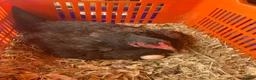 Chickens poultry for sale: 15 week old shamo chicks in Cheltenham - Advert 4