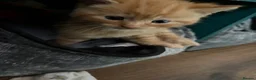 Mixed Breed cats for sale: Beautiful kittens for sale  in York - Advert 9
