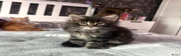 Maine Coon cats for sale: BEAUTIFUL MAINE COON KITTENS LOOKING FOR NEW HOME - Advert 6