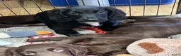 Cocker Spaniel dogs for sale: Working Cocker Spaniel Pups  - Advert 15