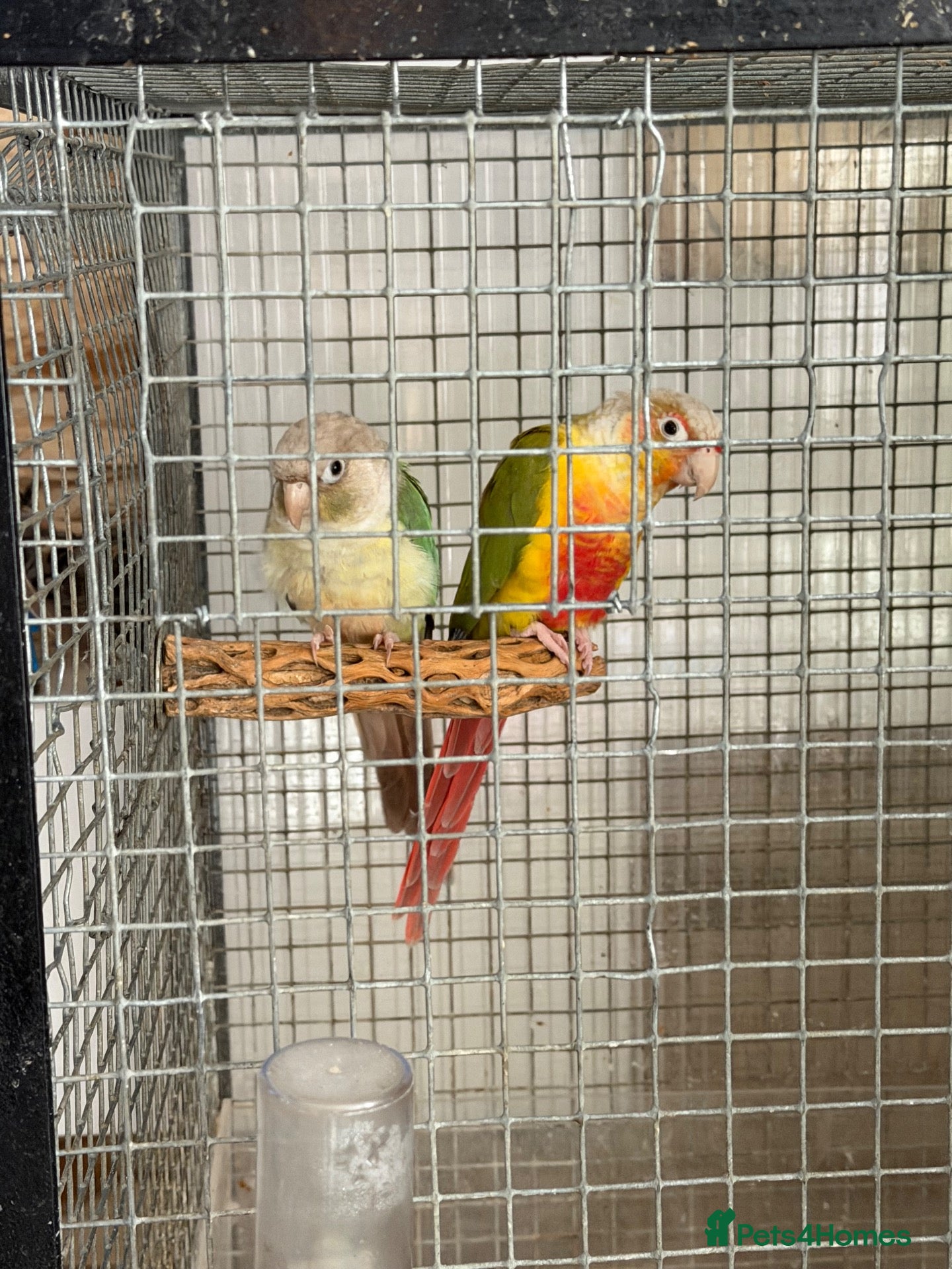 Conures birds 🦜 Pair of Green-Cheek Conures – Male & Female - Advert 3