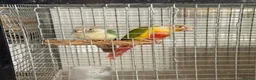 Conures birds for sale: 🦜 Pair of Green-Cheek Conures – Male & Female - Advert 1