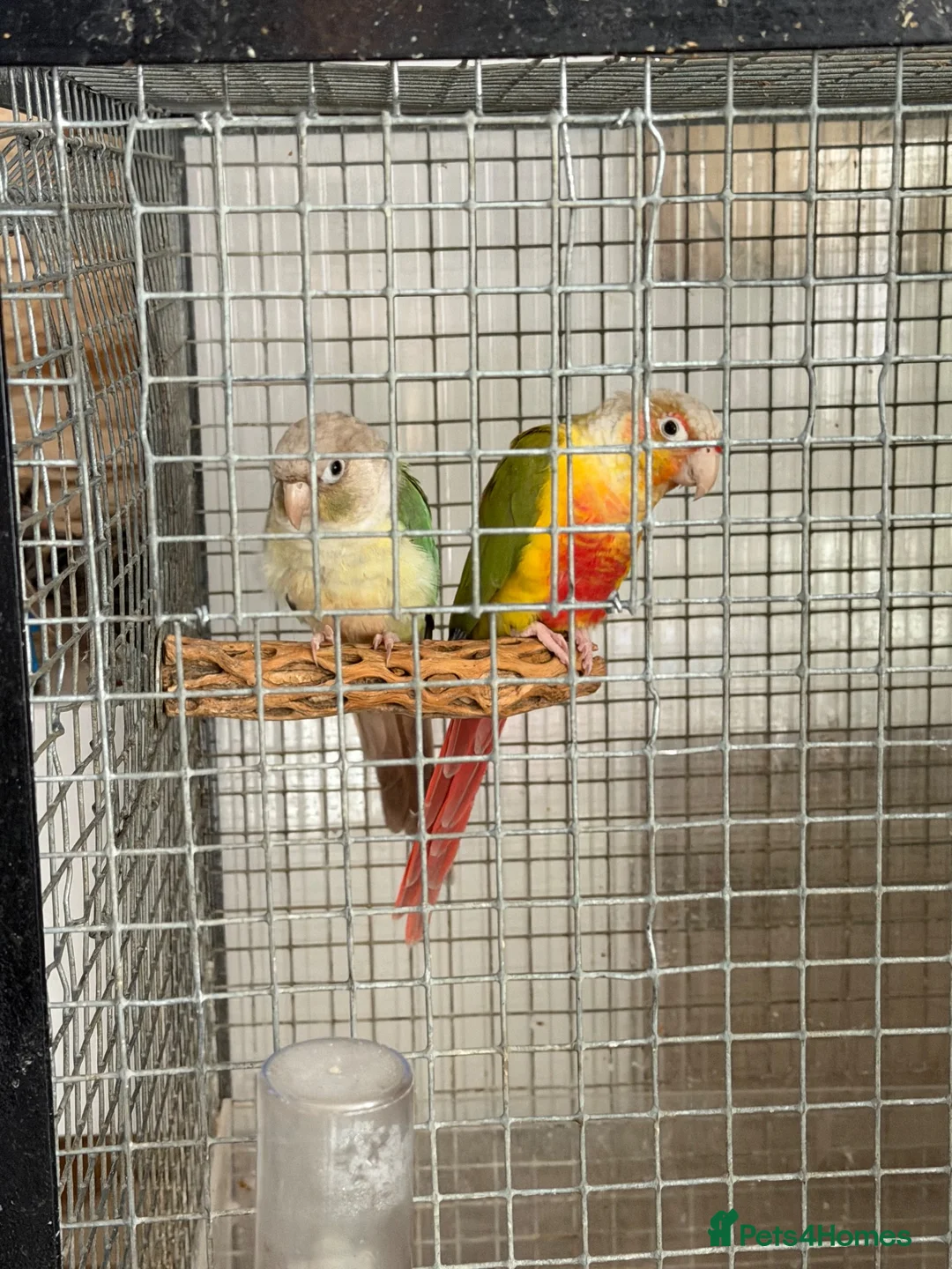 Conures birds for sale: 🦜 Pair of Green-Cheek Conures – Male & Female - Advert 1