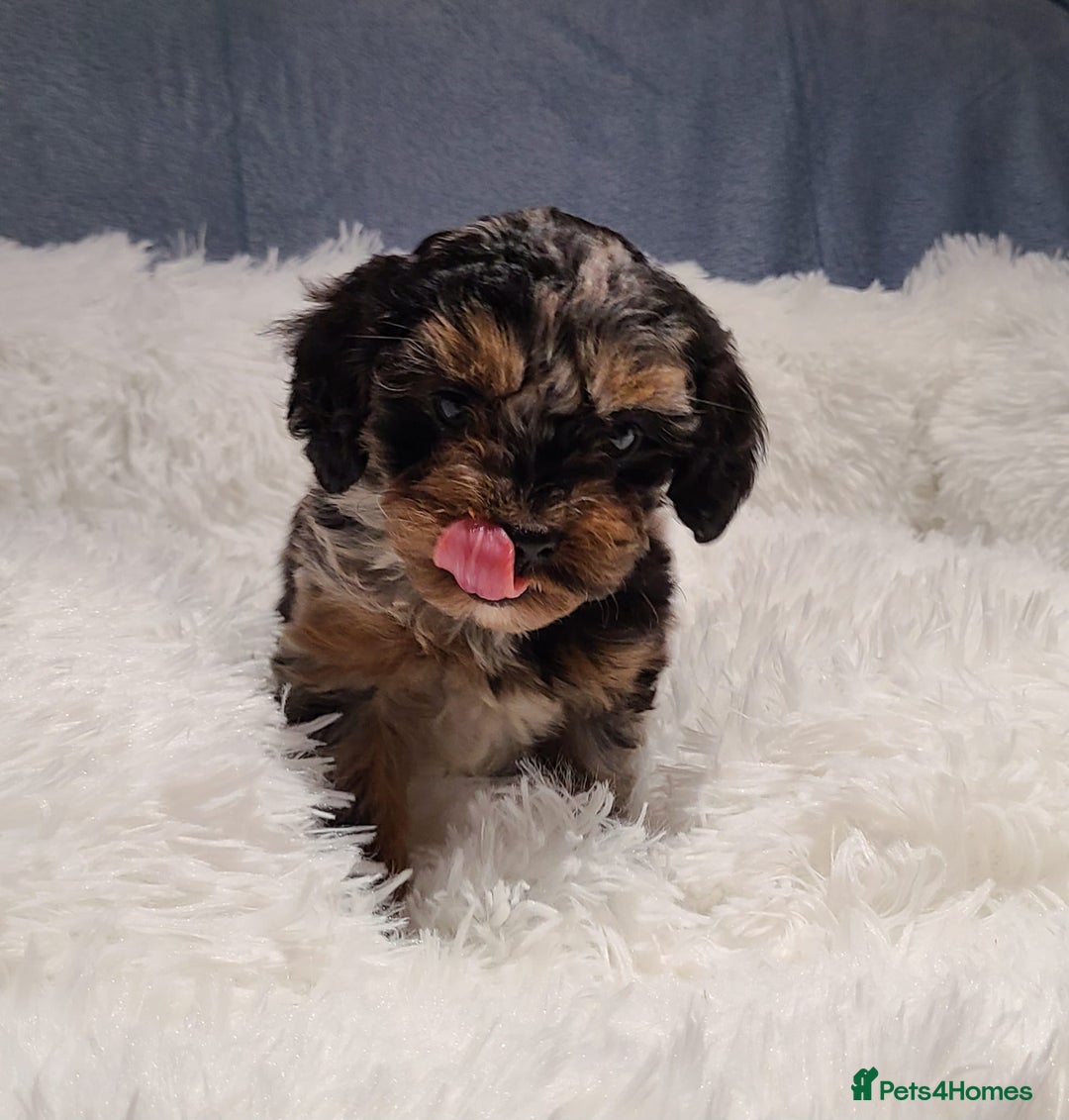 Cavapoo dogs for sale: Stunning Toy Cavapoo Puppies DNA Tested Parents - Advert 15