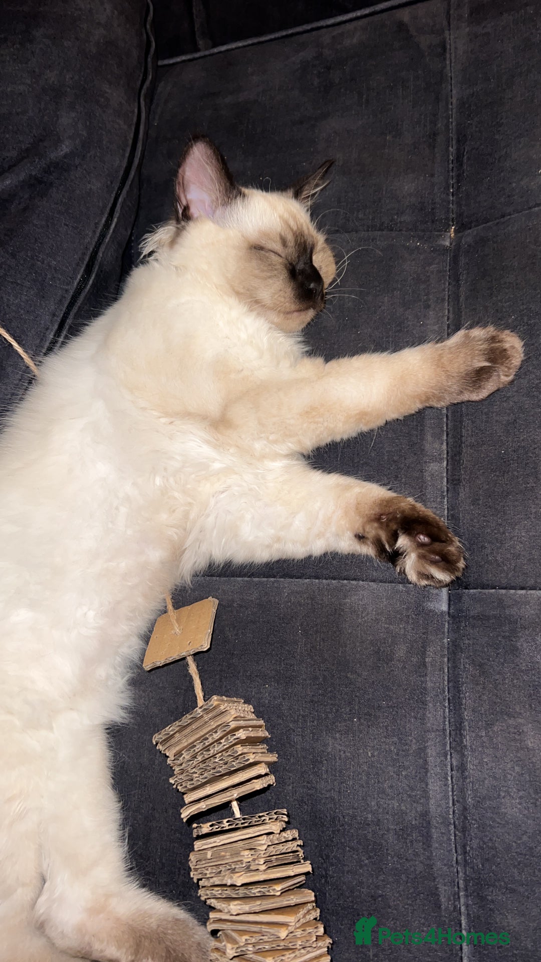 Ragdoll cats for sale: 3month chocolate point ragdoll - Image 4