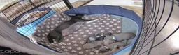 Chihuahua dogs for sale: Five Smoothcoat Chihuahua puppies for sale - Advert 5