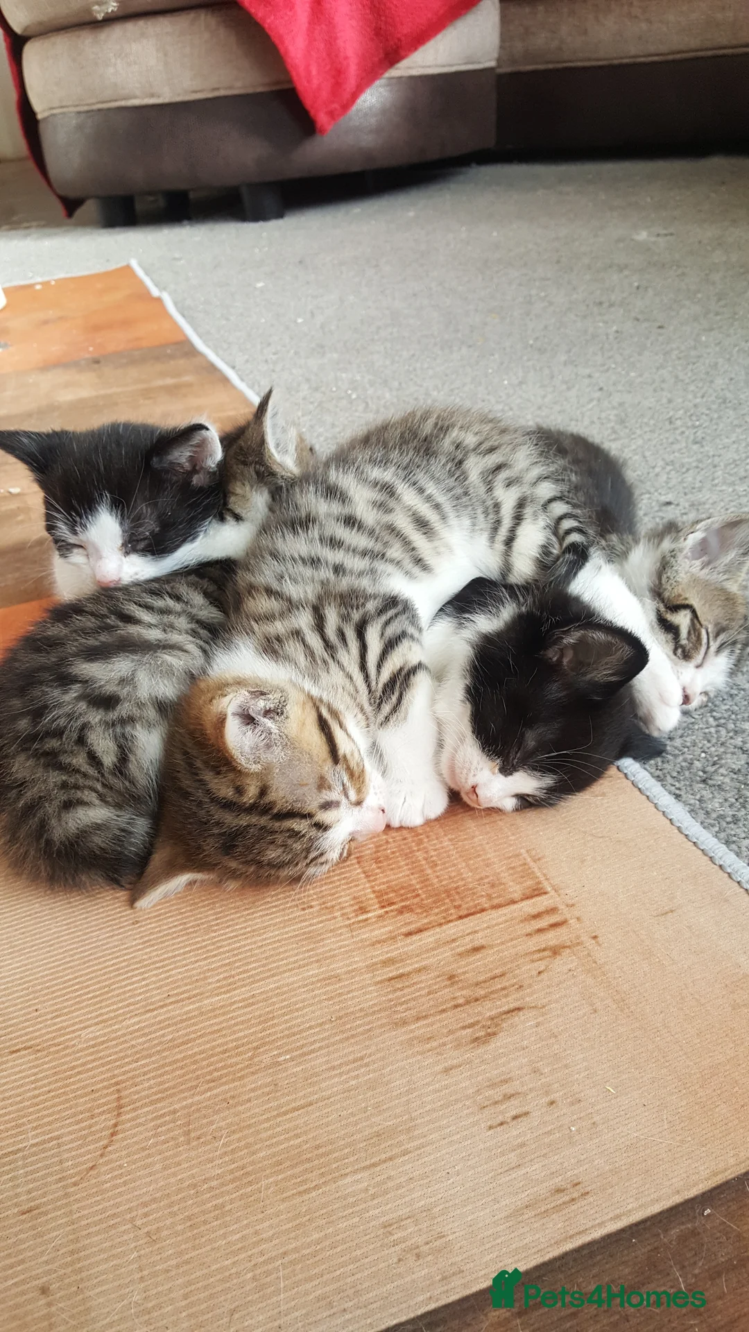 Mixed Breed cats for sale: Kittens - Advert 2