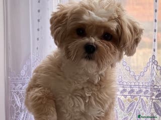Maltipoo dogs Beautiful Maltipoo Stud 🐶 in Walsall - Advert 1